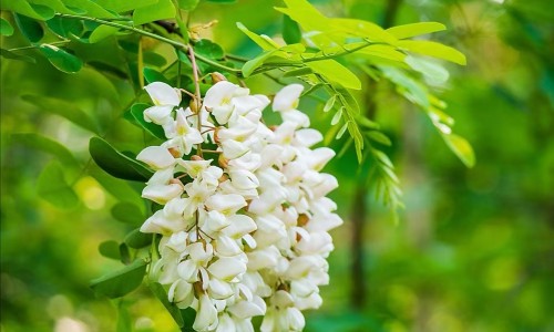 感咳双清胶囊和哪三种药一起吃-感咳双清胶囊成分是什么专区_感咳双清胶囊副作用专区_感咳双清胶囊能吃多久网