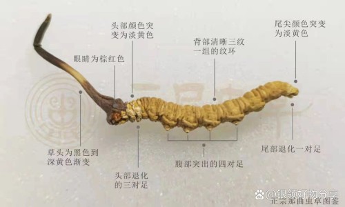 感咳双清胶囊吃多久见效-感咳双清胶囊成分是什么专区_感咳双清胶囊副作用专区_感咳双清胶囊能吃多久网